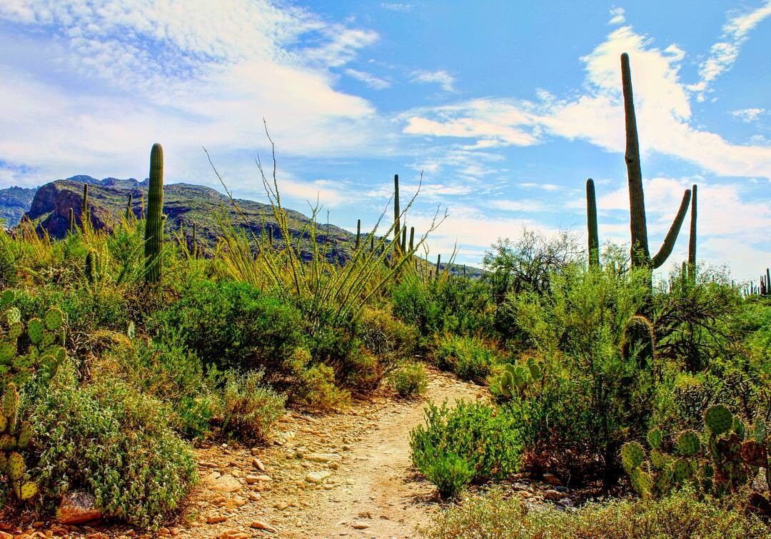 Discover Pima County.jpg